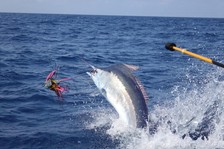 Giant Black Marlin fishing Giant Black Marlin fishing