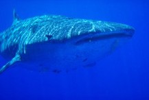 Swimming with Whale Sharks in Coral Sea 2000 mtrs