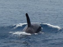 Orca Whale on crossing to Papua New Guinea