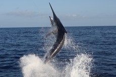 Giant Black Marlin Capital of World - Cairns