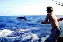 Giant Black Marlin caught on Moana II