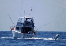 Giant Black 1100lbs on the lead Ribbon Reef No 9